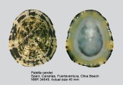 Patella candei